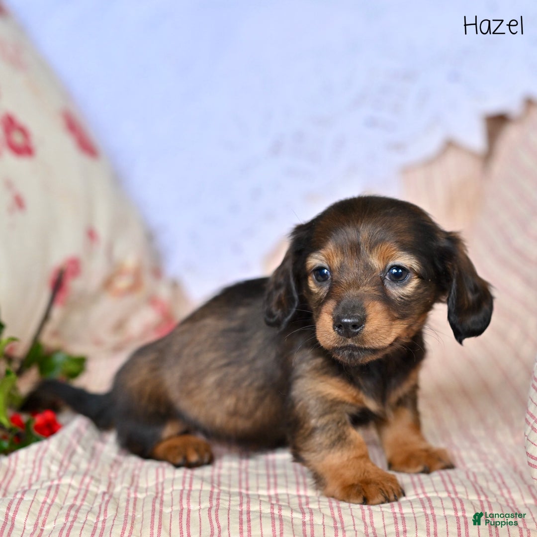 Miniature Dachshund dogs for sale: Hazel - Ad 1