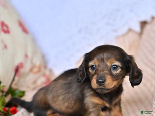 Miniature Dachshund dogs Hazel - Ad 39