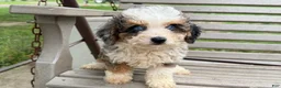 Mini Bernedoodle dogs for sale: Clementine - Ad 3