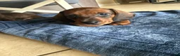 Dachshund dogs for sale: Bo - Ad 6