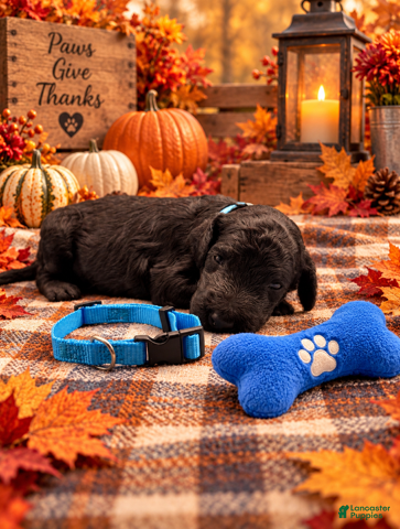 Goldendoodle dogs Bentley - Blue Collar - Ad 35