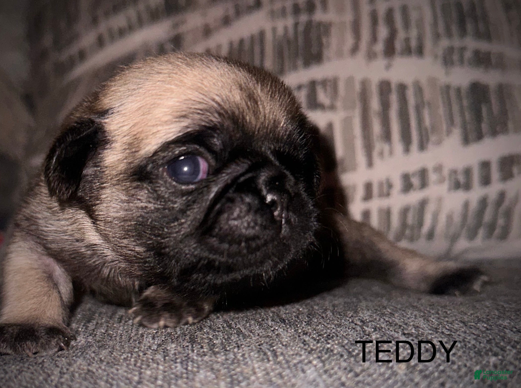 Pug dogs Teddy - Ad 23
