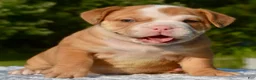Mixed Breed dogs for sale: Tank hybrid bulldog puppy - Ad 20