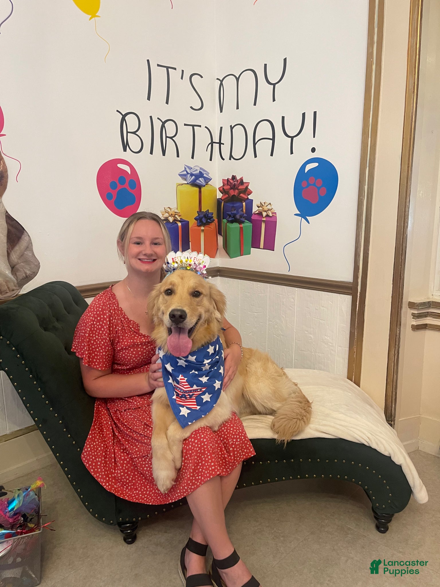 Golden Retriever dogs for stud: Ryder Stud - Ad 1