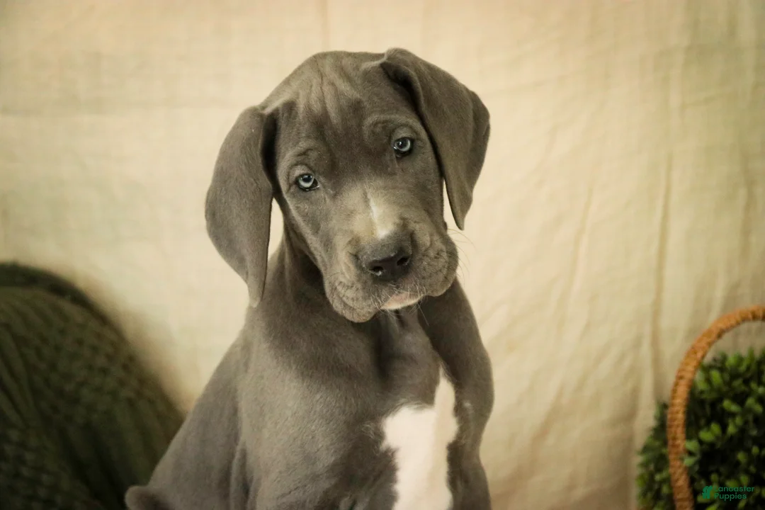 Great Dane dogs for sale: Clarabel - Ad 2