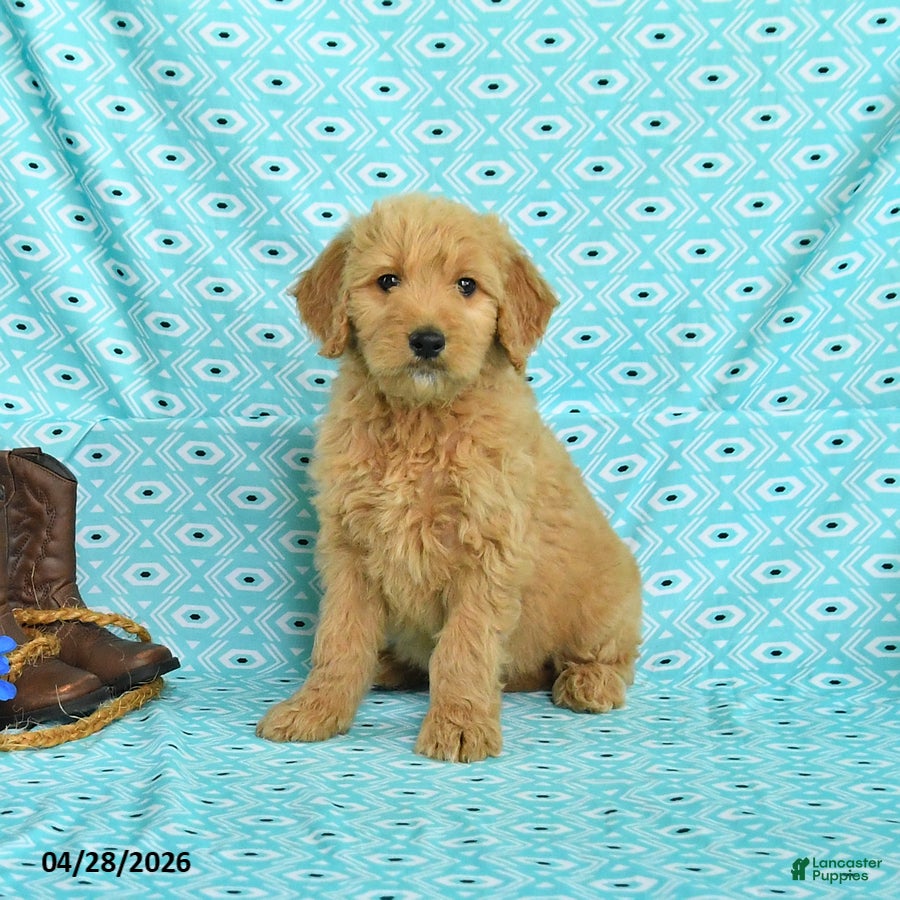 Goldendoodle dogs Mason - Ad 1