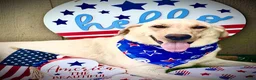 Mixed Breed dogs for sale: Sam - Ad 4