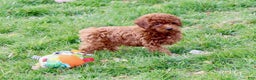 Miniature Poodle dogs for sale: Murphy - Ad 7