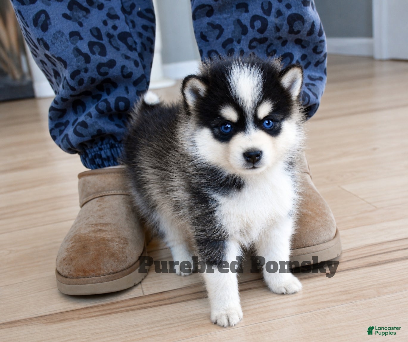 Pomsky dogs Koda Micro Pomsky - Ad 2