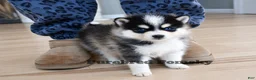 Pomsky dogs for sale: Koda Micro Pomsky - Ad 2