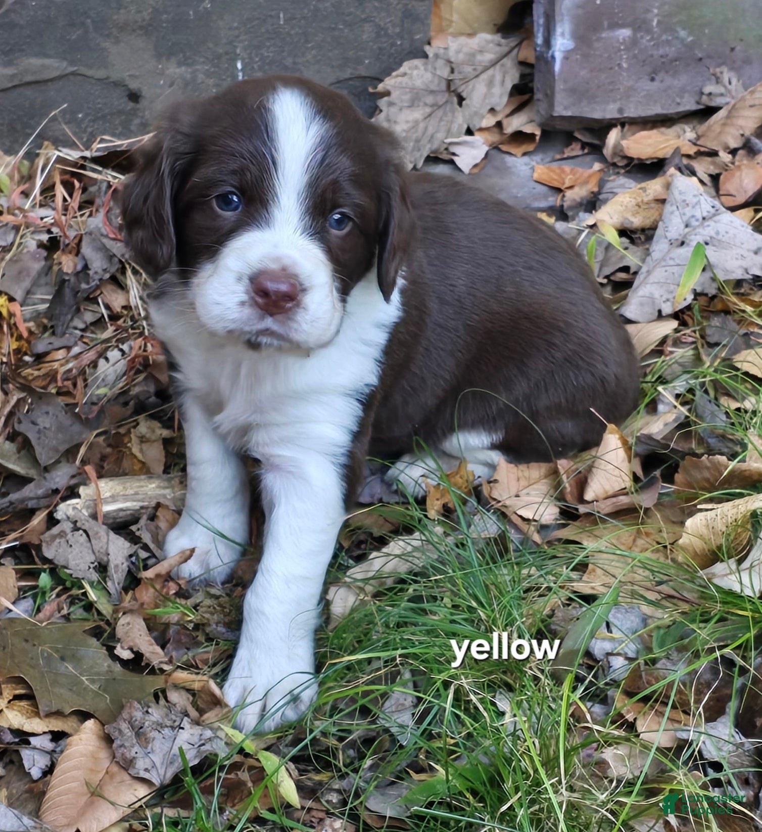 English Springer Spaniel dogs English Springer Spaniel yellow - Ad 7