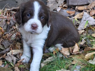 English Springer Spaniel dogs English Springer Spaniel yellow - Ad 36
