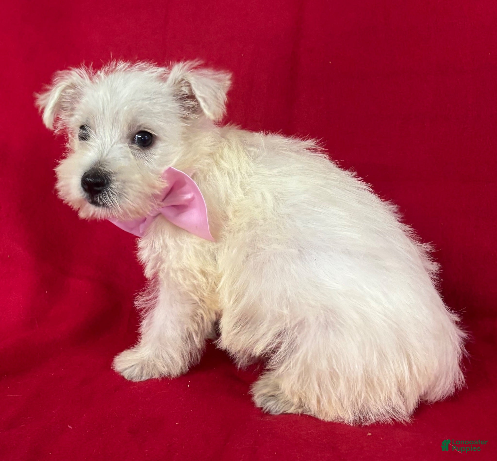 West Highland Terrier dogs West Highland Terrier 4 - Ad 1