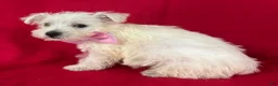 West Highland Terrier dogs for sale: West Highland Terrier 4 - Ad 1