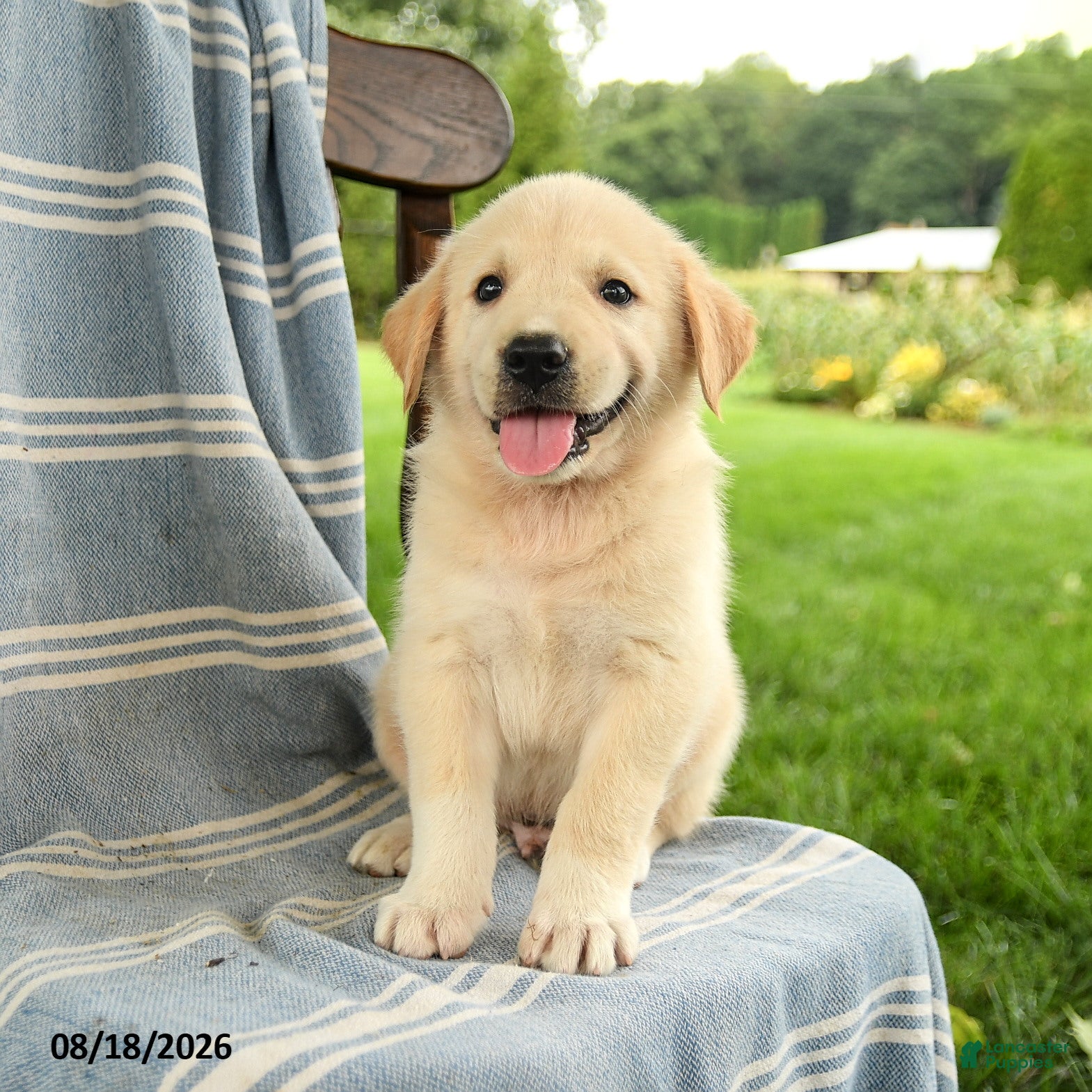 Mixed Breed dogs Cooper - Ad 1