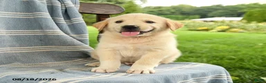 Cooper