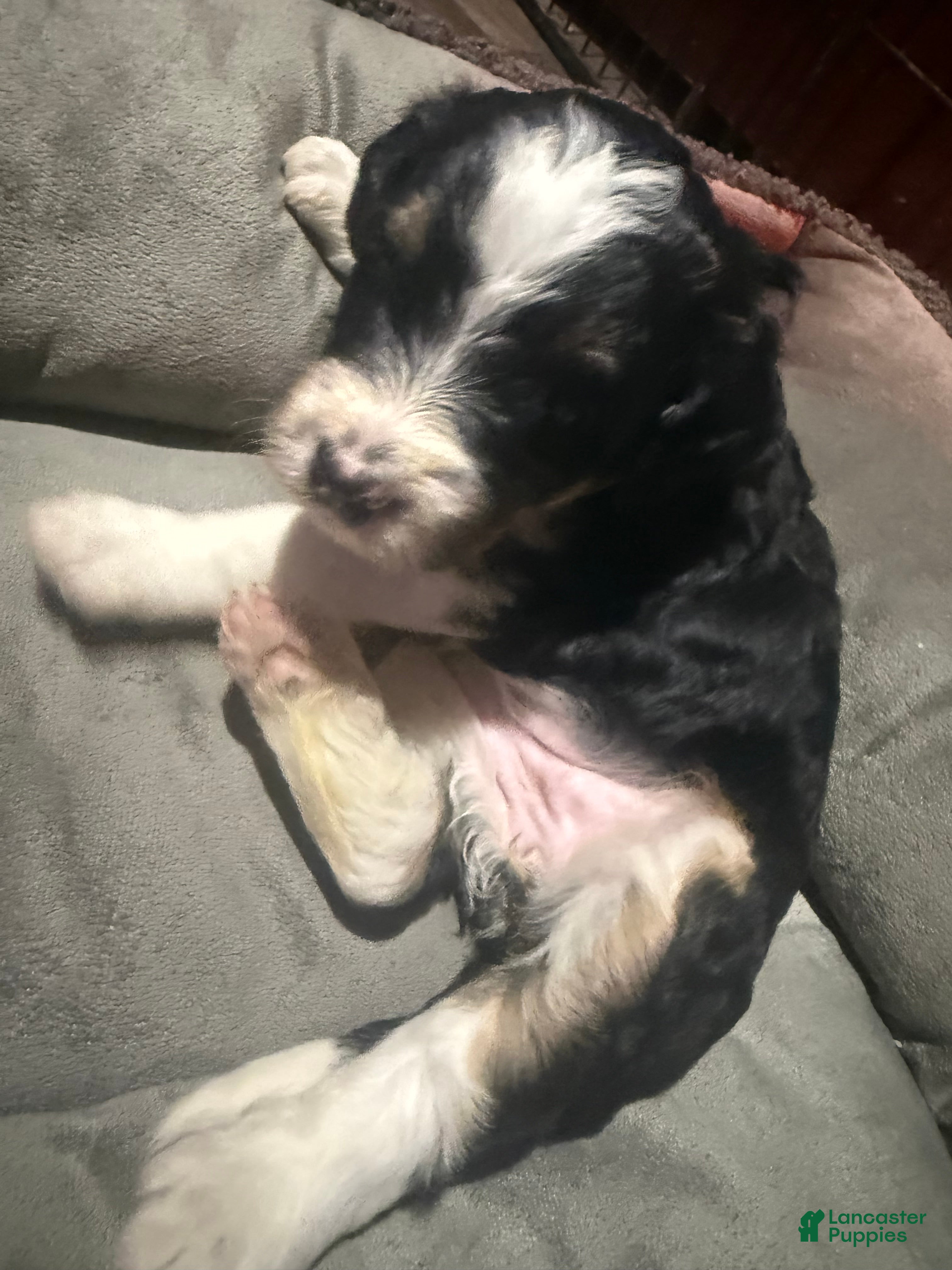 Mini Bernedoodle dogs Mini Bernedoodle Princess - Ad 6