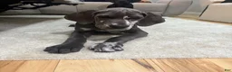 Great Dane dogs for sale: Zora  - Ad 6