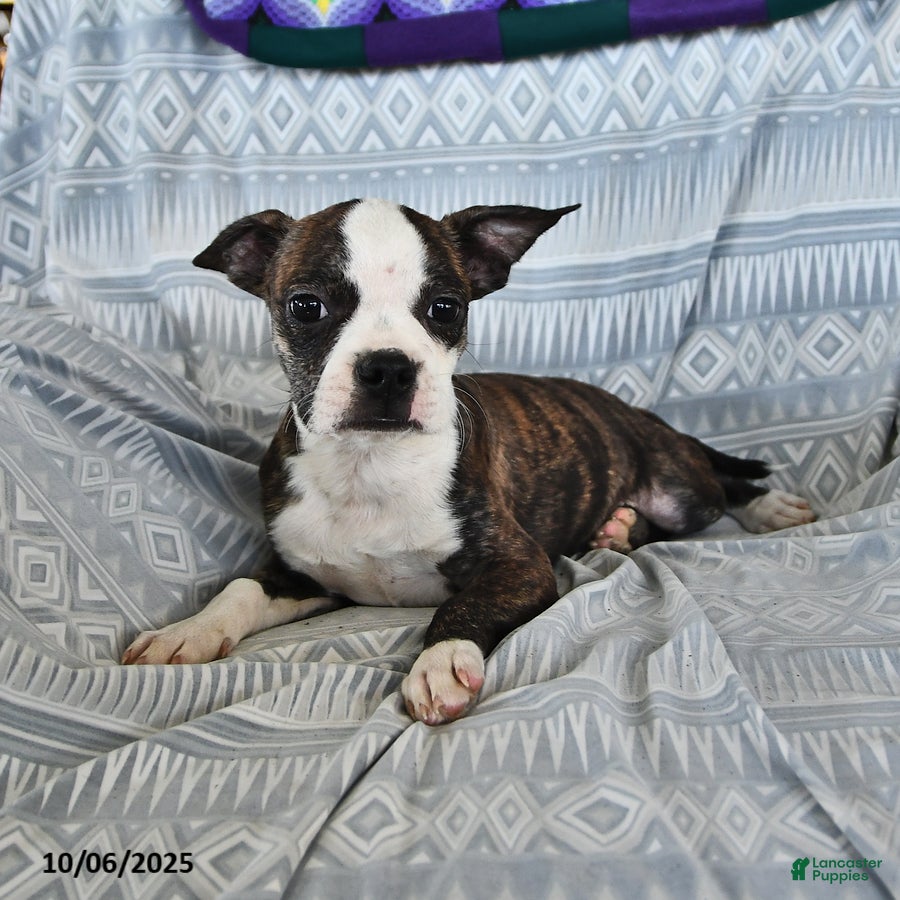 Terrier Mix Toy Boston Terrier Puppies For Sale Near Me Solid