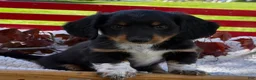 Miniature Dachshund dogs for sale: Baxter - Ad 5