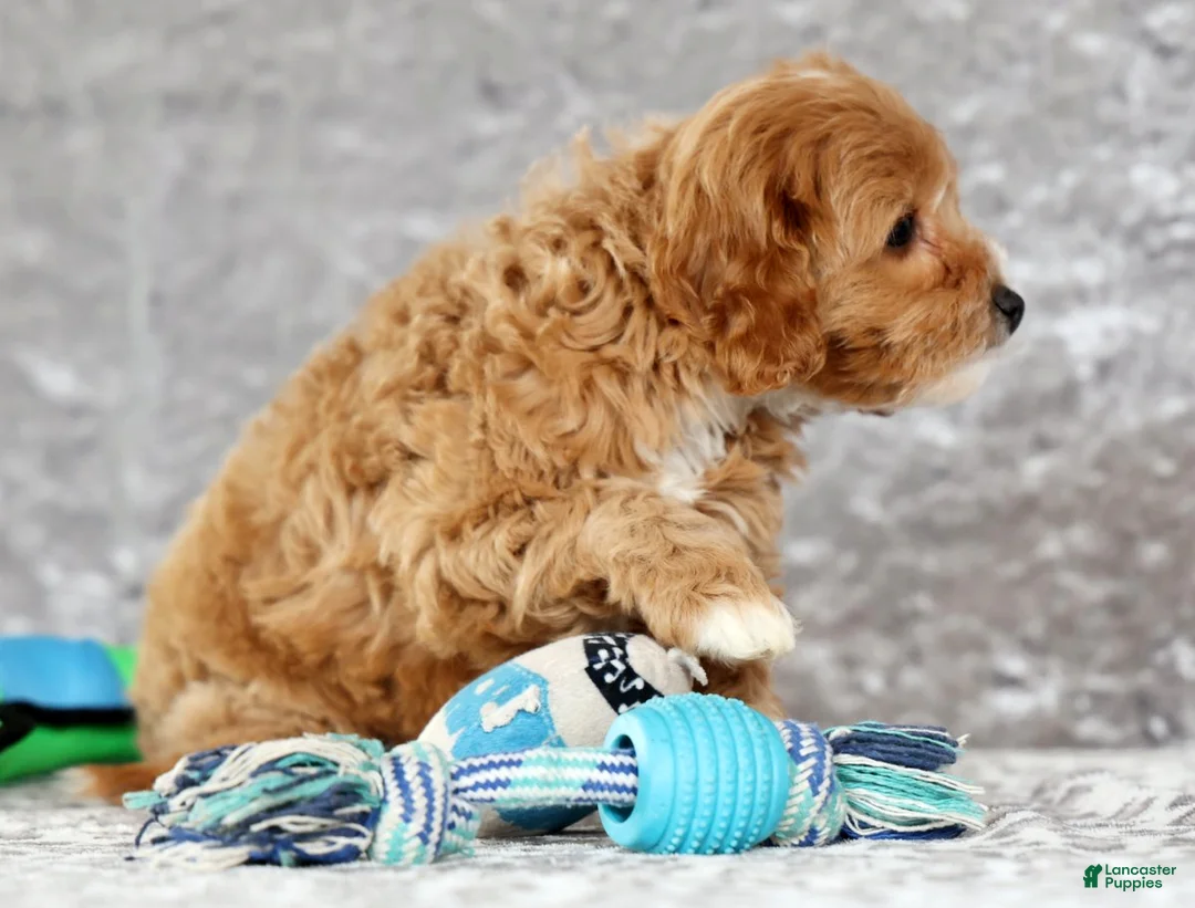 Cavapoo dogs for sale: Paisley - Ad 8