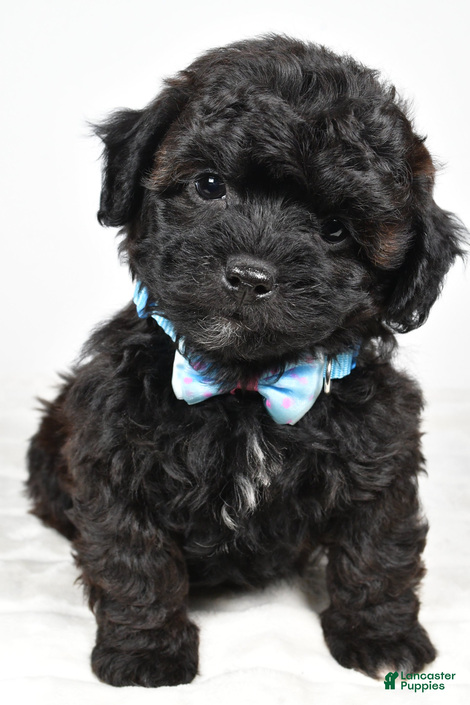 Shihpoo dogs Ian - Ad 26