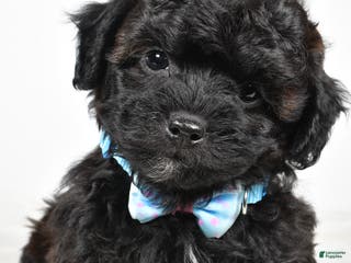 Shihpoo dogs Ian - Ad 26
