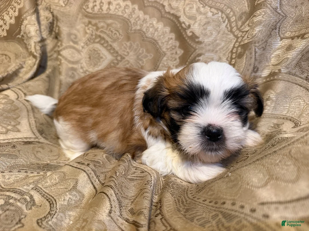 Malshi dogs for sale: Andy - Ad 1