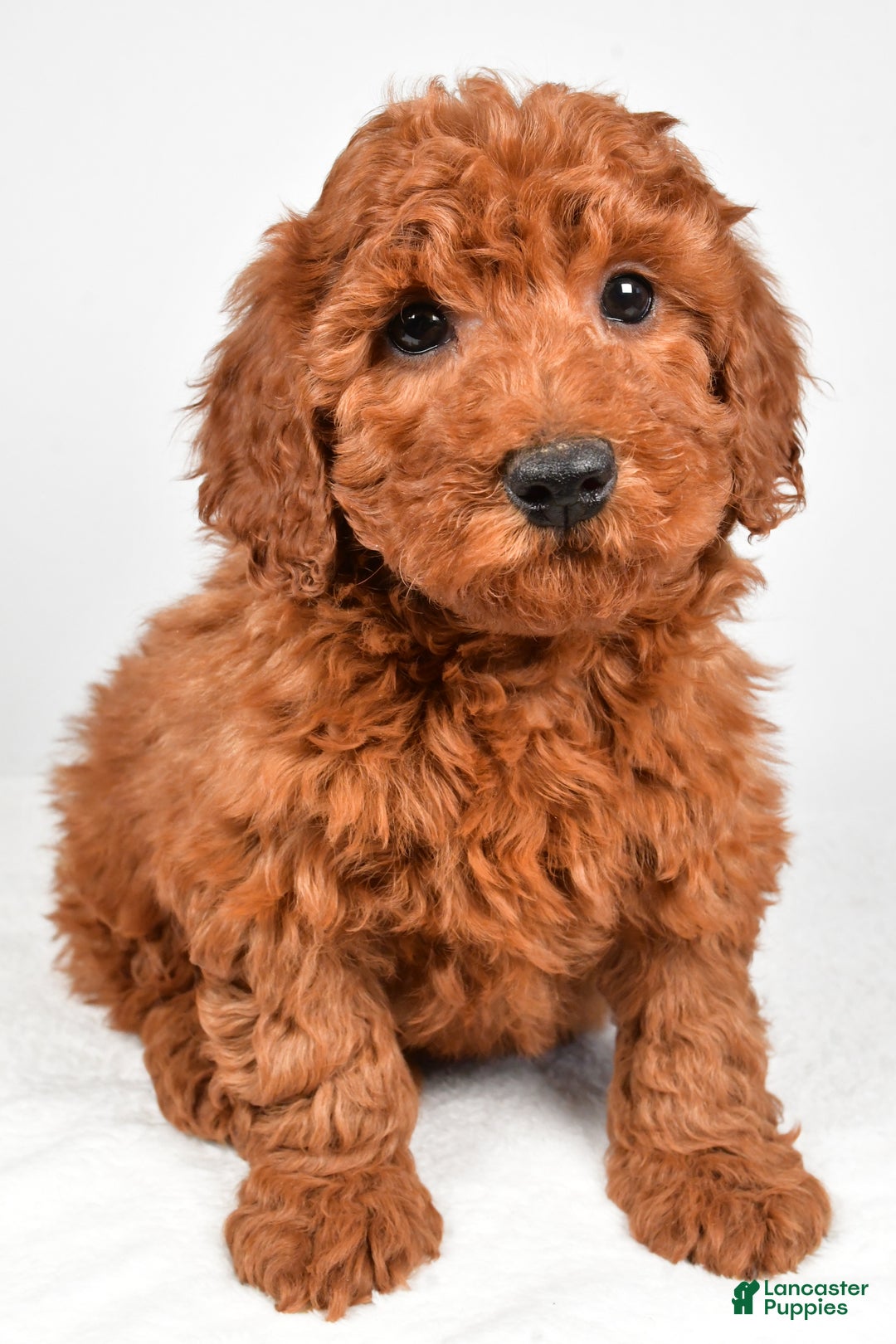 Miniature Poodle dogs for sale: Jasper - Ad 5