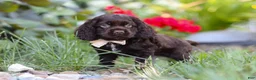 Cocker Spaniel dogs for sale: Denver - Ad 11
