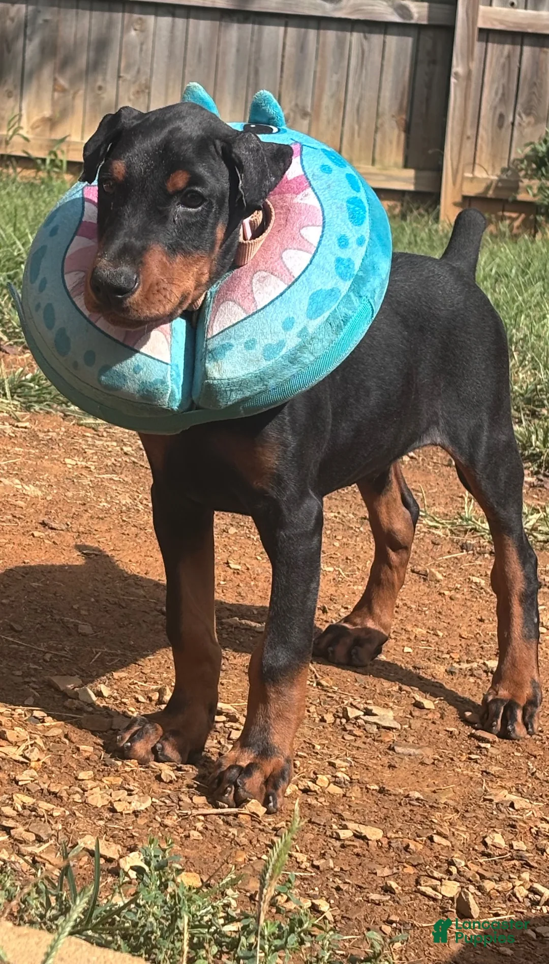 Doberman Pinscher dogs for sale: Negan - Ad 6