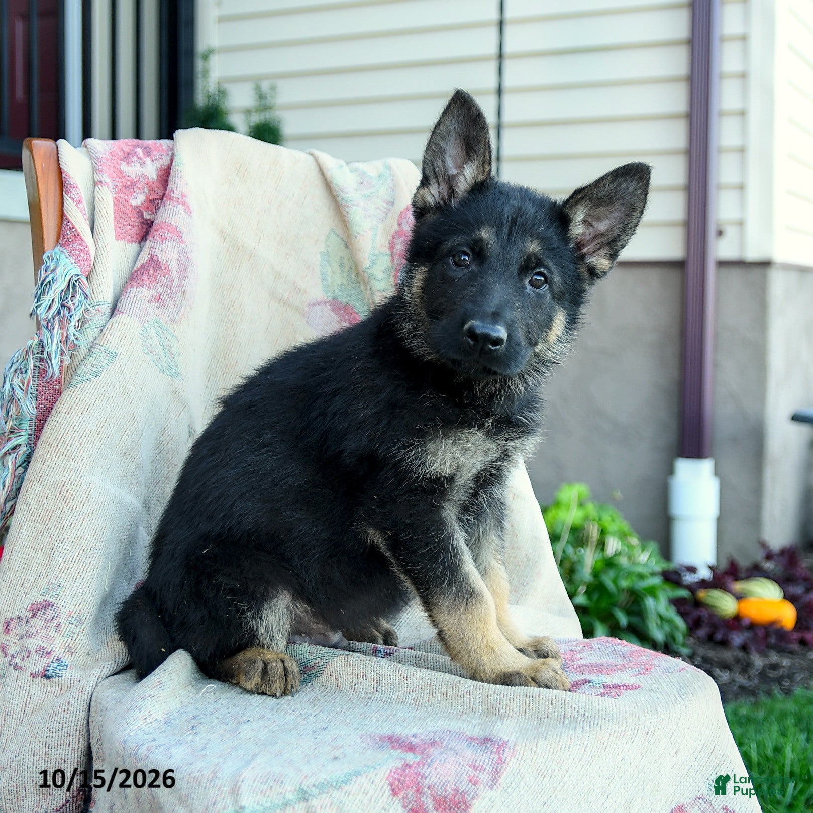 German Shepherd dogs for sale: Axel - Ad 2