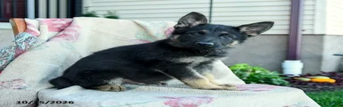 Axel
