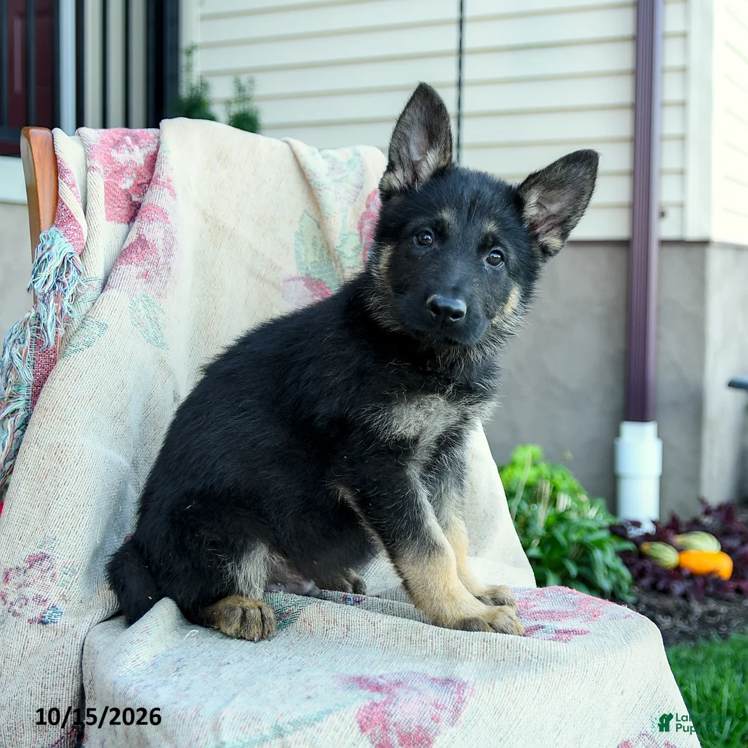 German Shepherd dogs for sale: Axel - Ad 1