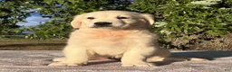 Golden Retriever dogs for sale: Becca - Ad 3