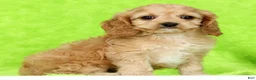 Cockapoo dogs for sale: Jupiter - Ad 6