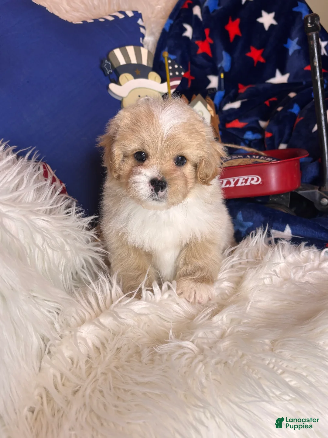 Pekapoo dogs for sale: Winston - Ad 4