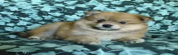 Pomeranian dogs for sale: Pete - Ad 3
