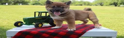 Shiba Inu dogs for sale: Blayne - Ad 3