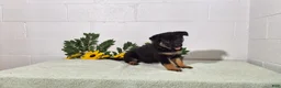 German Shepherd dogs for sale: DARLING - Ad 7