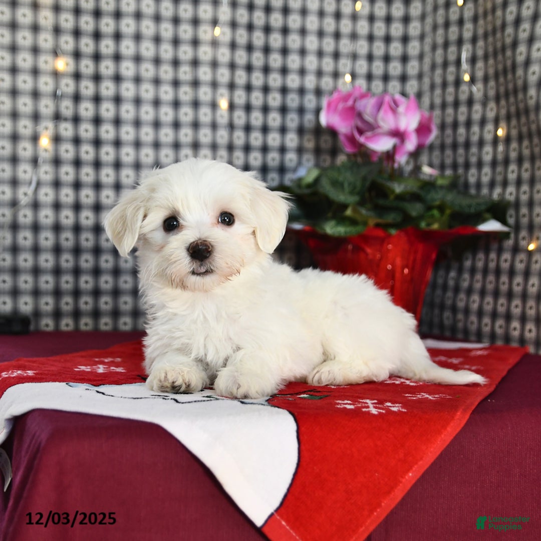 Morkie dogs for sale: Timothy - Ad 2