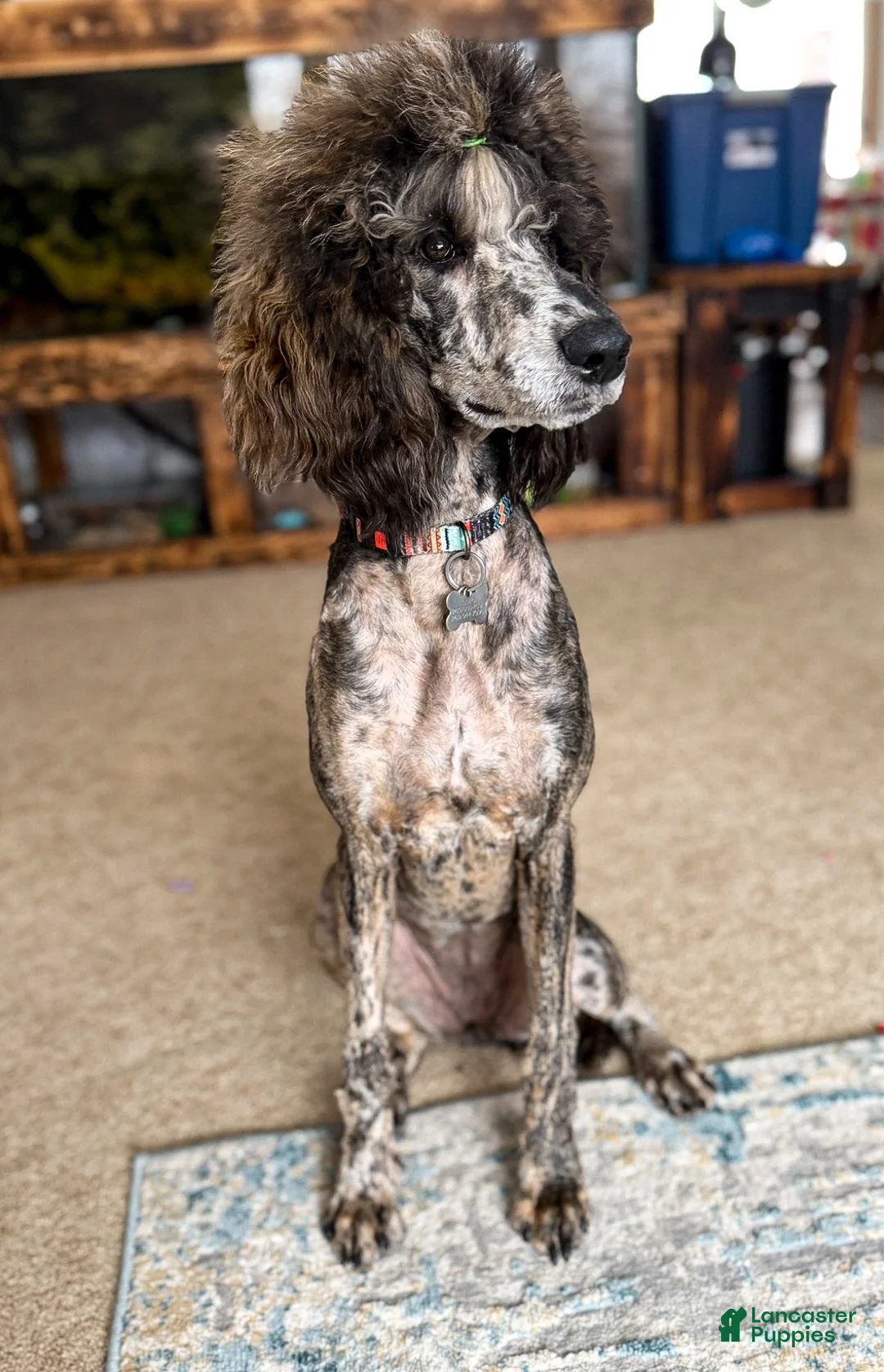 Standard Poodle dogs for sale: Ruger - Ad 2