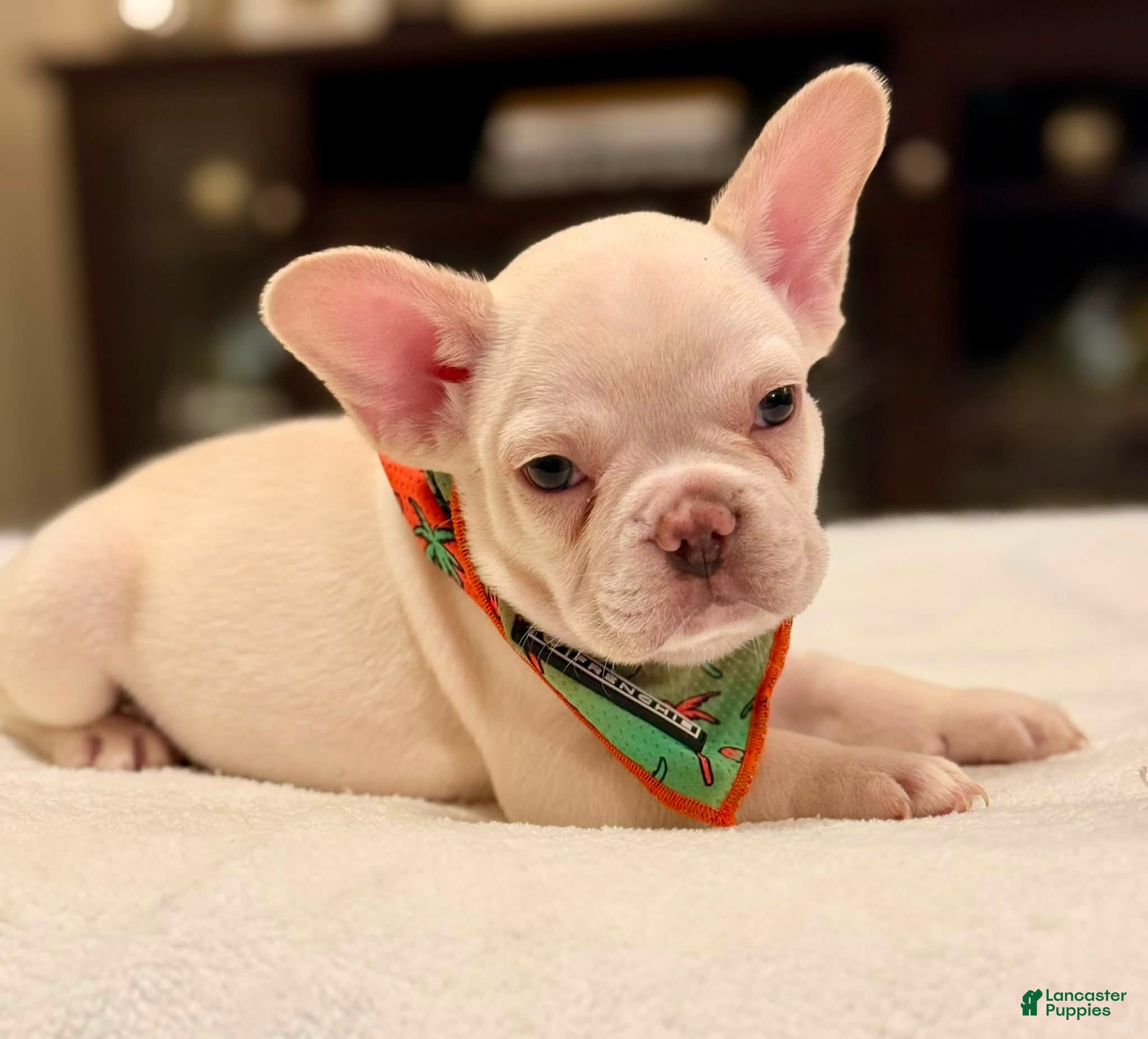 French Bulldog dogs 4 - Lilac Cream Male - Ad 37