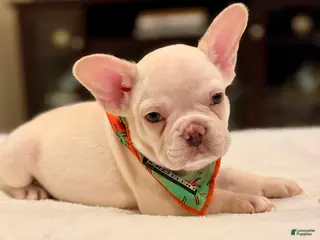 French Bulldog dogs 4 - Lilac Cream Male - Ad 38