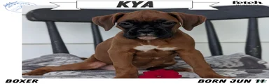 Kya