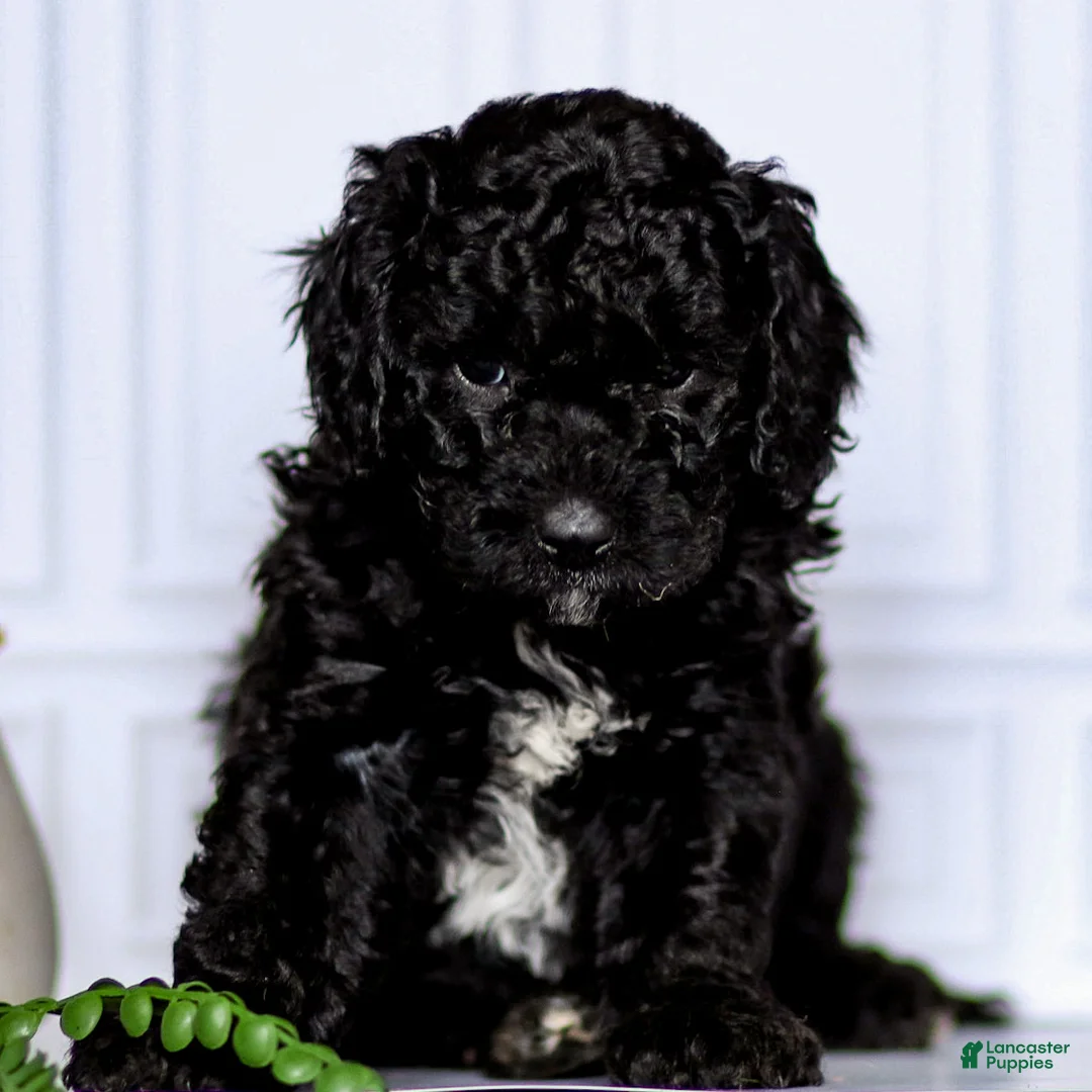 Mini Goldendoodle dogs for sale: Gale - Ad 1