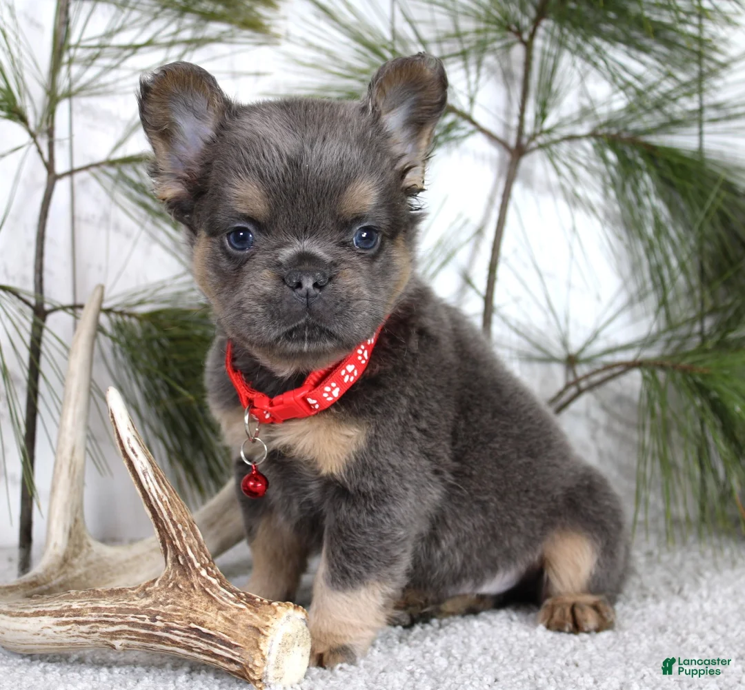 French Bulldog dogs for sale: Bryce - Ad 2