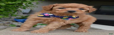 Mini Greta