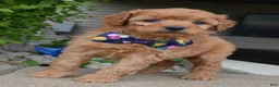 Mini Goldendoodle dogs for sale: Mini Greta - Ad 1