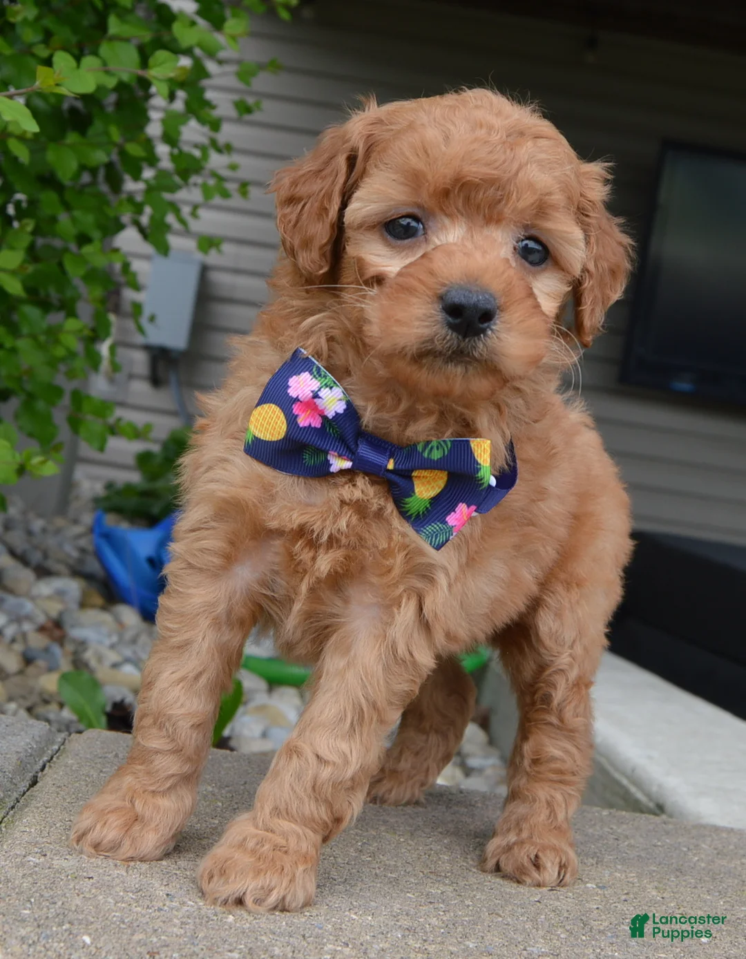 Mini Goldendoodle dogs for sale: Mini Greta - Ad 1